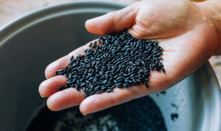 Black Rice